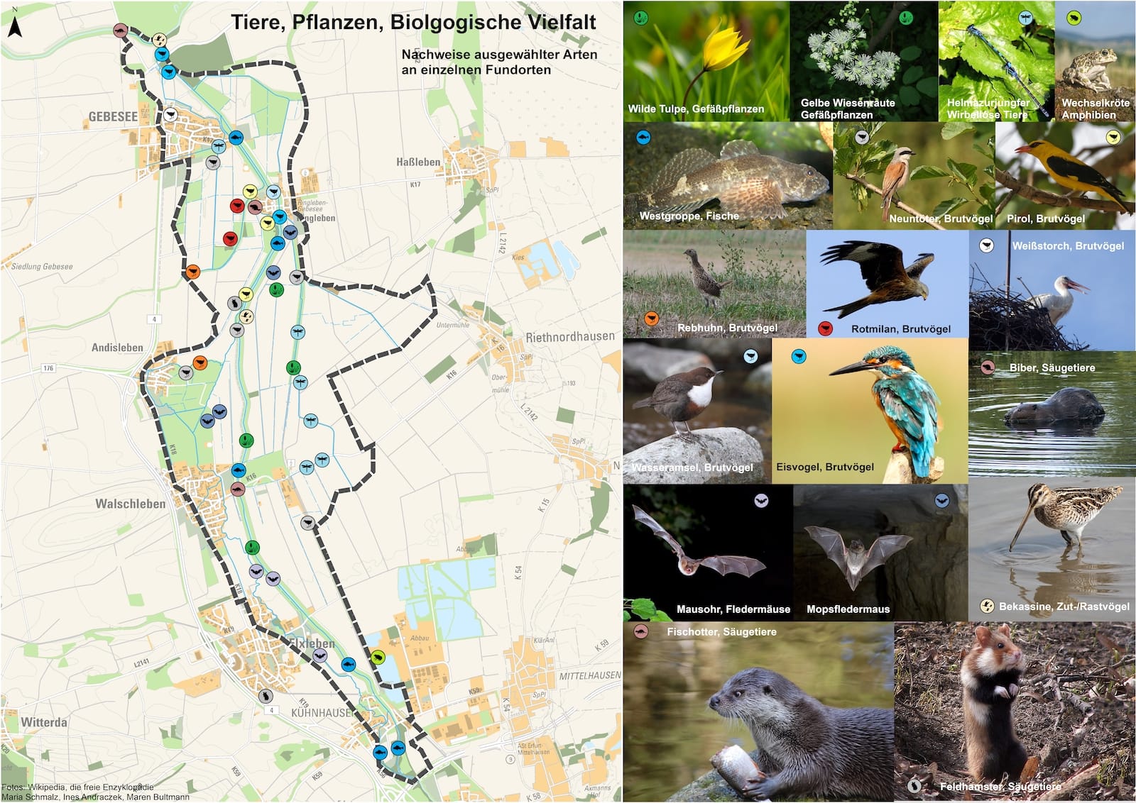 Blickpunkt-Geraaue UVP-Bericht Tiere, Pflanzen, Biologische Vielfalt