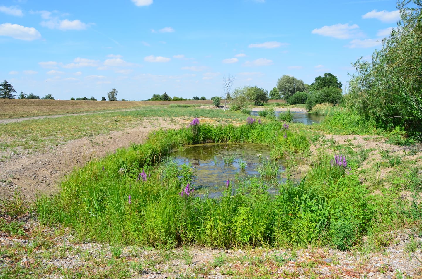Naturnahe Gestaltung der Gera bei Walschleben, 07/2020 – 03